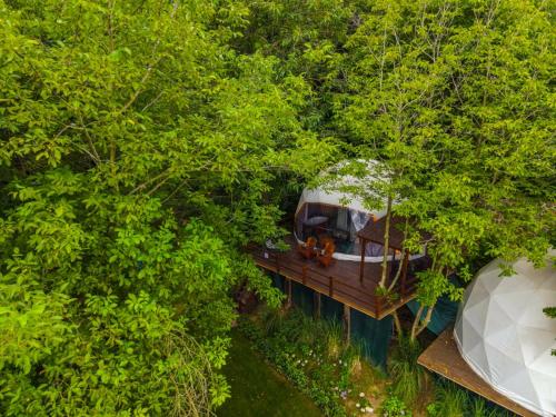 Tent with Forest view