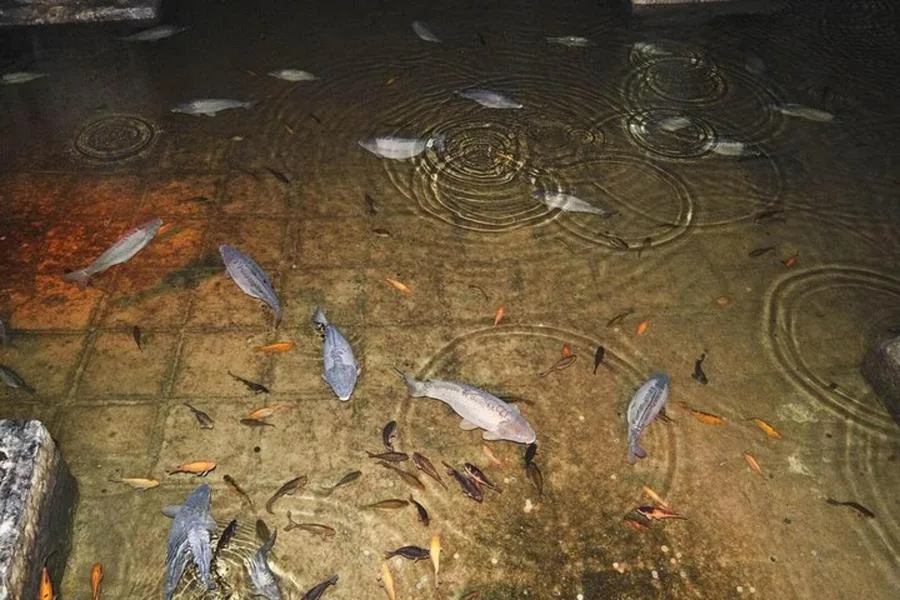 Basilica Cistern with Audio Guide: Official Entry Ticket and App – photo 3