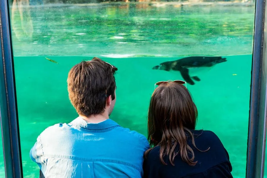 London Zoo Tickets: Land of the Lions, Tiger Territory and 755 Species – photo 5