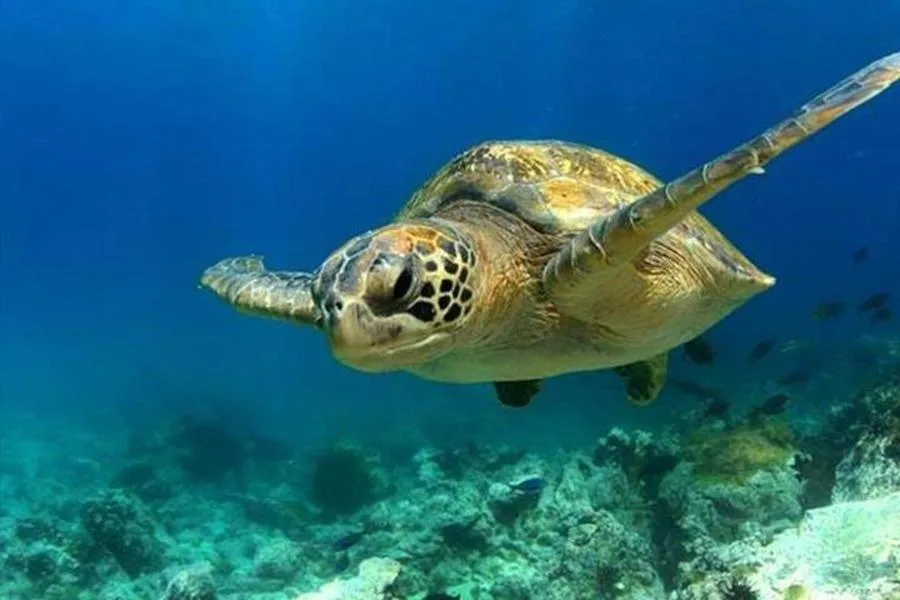 SEA LIFE Manchester Admission Ticket – الصورة 2