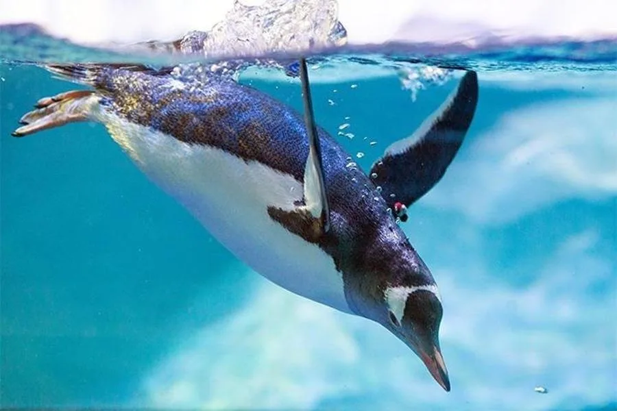 SEA LIFE Manchester Admission Ticket – الصورة 3