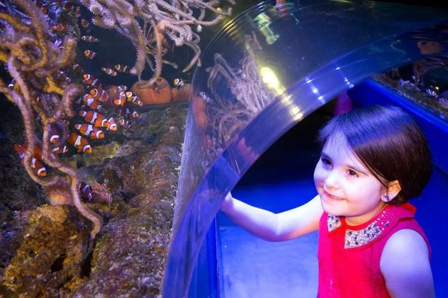 SEA LIFE Manchester Admission Ticket – الصورة 5