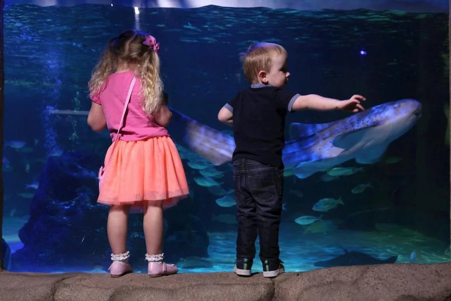 Admission to SEA LIFE Blackpool – photo 2