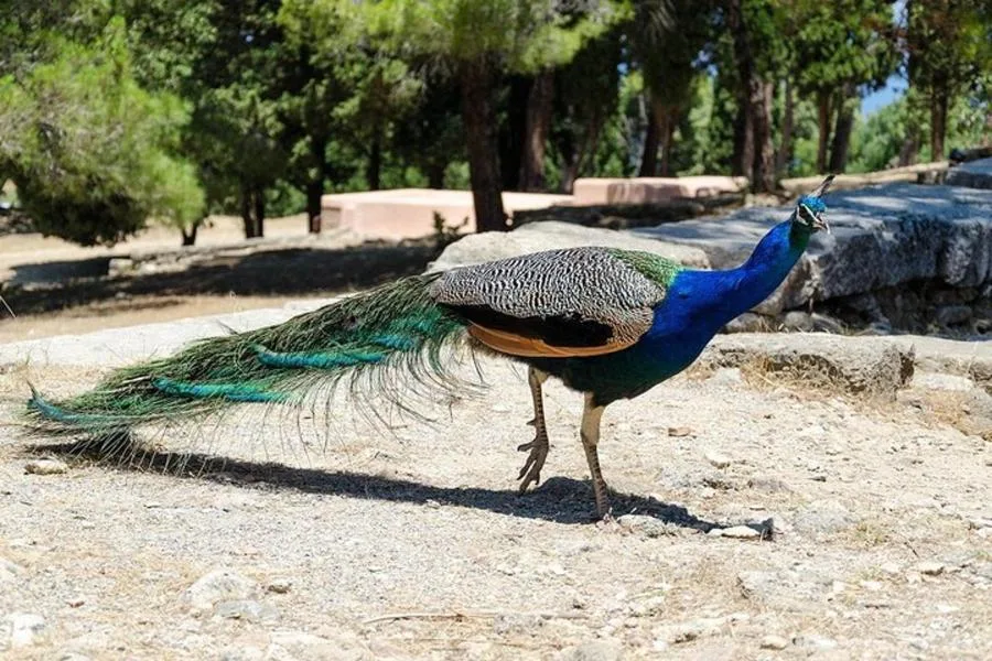 Filerimos Tepesi ve Kelebekler Vadisi – fotoğraf 4