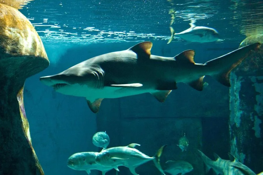 Sea Life Londra Akvaryumu Bileti: 12 Köpek Balığı Türü ve Sıra Beklemeden Giriş