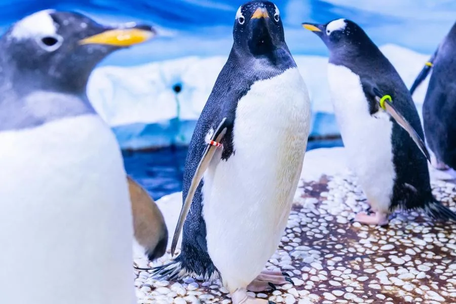Sea Life Londra Akvaryumu Bileti: 12 Köpek Balığı Türü ve Sıra Beklemeden Giriş