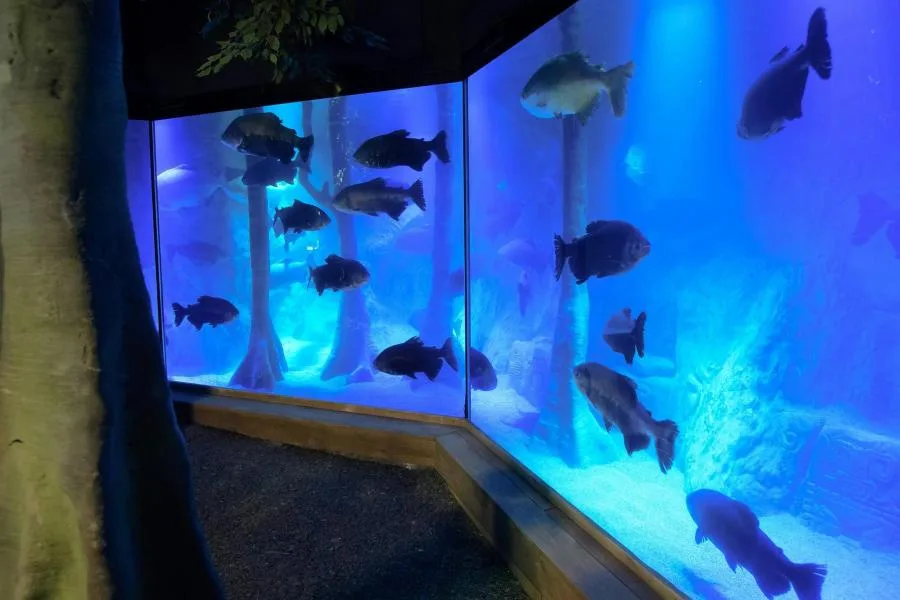 Sea Life Londra Akvaryumu Bileti: 12 Köpek Balığı Türü ve Sıra Beklemeden Giriş