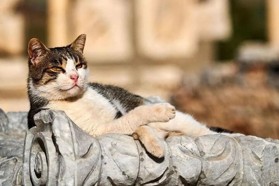 Daily Ephesus & Virgin Mary House Tour from Izmir – الصورة 5