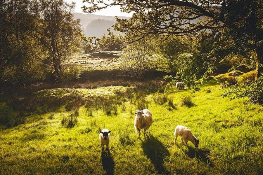 Manchester’dan Windermere ve Lake District Turu, Cruise Dahil
