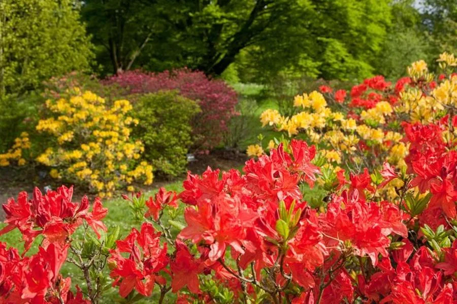 Kew Gardens Entrance Ticket: The UNESCO-Listed Royal Botanic Gardens – photo 5