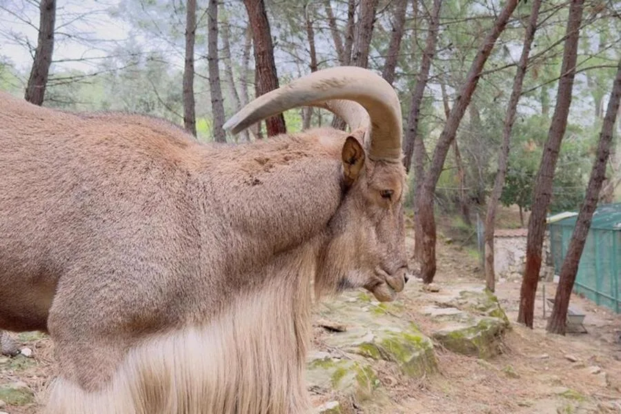 Side Yeşil Kanyon, Şelale ve Yavru Aslanlar ile Cami Ziyareti – fotoğraf 2