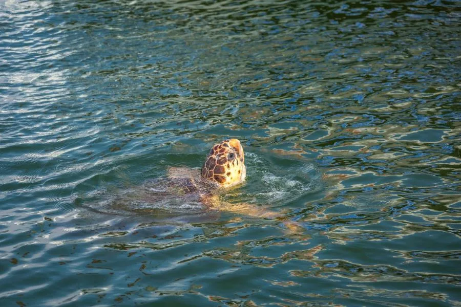 Half-day Dalyan Trip with River Boat Cruise – photo 5