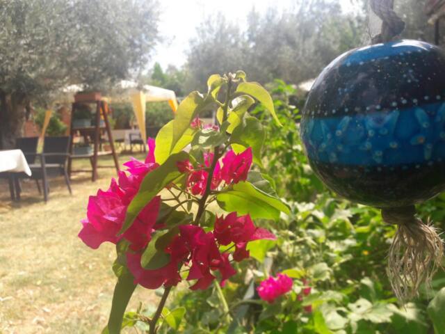 Assos Orchidee Bungalow