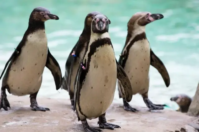London Zoo Tickets: Land of the Lions, Tiger Territory and 755 Species