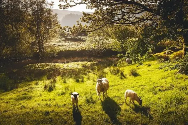 Manchester’dan Windermere ve Lake District Turu, Cruise Dahil